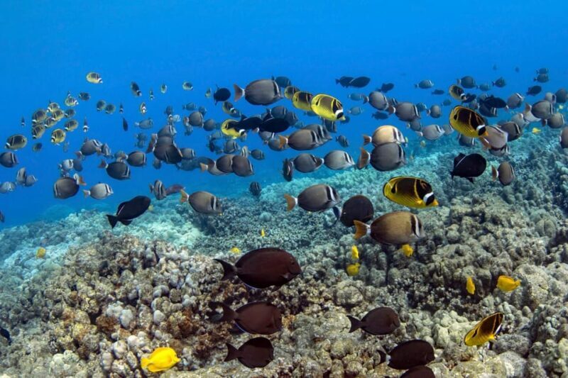 Kailua-Kona: Dolphin Watch & Double-Reef Snorkel Tour - Why This Tour Works Well