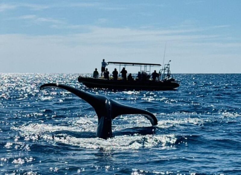 Kailua-Kona: Dolphin Watch & Double-Reef Snorkel Tour - Final Thoughts