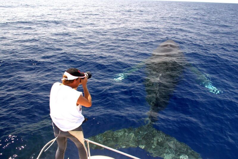 Kailua Kona: Humpback Whale Watching Adventure Cruise - The Experience from Reviews: Authentic Perspectives