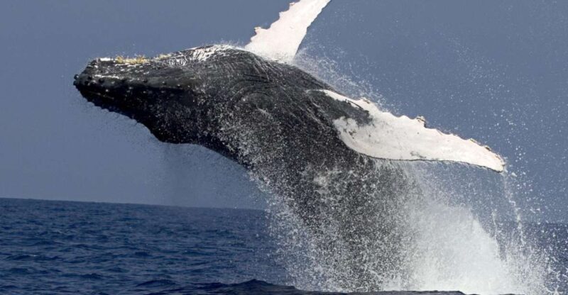 Kailua Kona: Humpback Whale Watching Adventure Cruise - FAQs