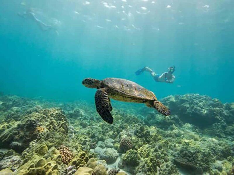 Kailua Kona: Kealakekua Bay Snorkeling Tour with Lunch - What Makes This Tour Stand Out?