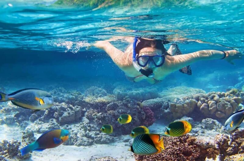Kailua Kona: Kealakekua Bay Snorkeling Tour with Lunch - FAQ
