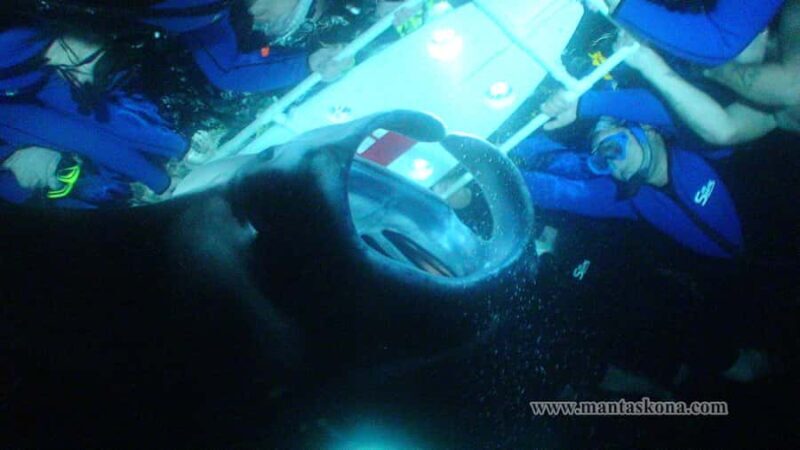 Kailua-Kona: Manta Ray Night Snorkel SMALL GROUP - Introduction