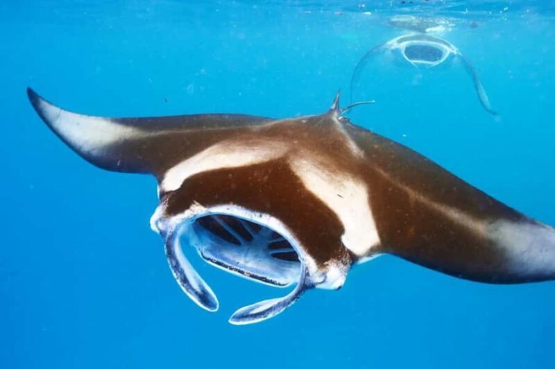 Kailua-Kona: Manta Ray Night Snorkel SMALL GROUP - Key Points