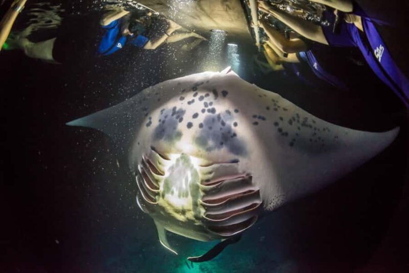 Kailua-Kona: Manta Ray Night Snorkel SMALL GROUP - The Itinerary: From Sunset to Feeding Frenzy