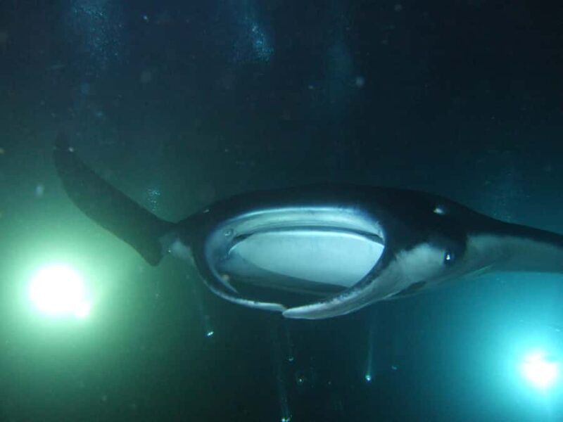 Kailua-Kona: Manta Ray Night Snorkel SMALL GROUP - FAQ