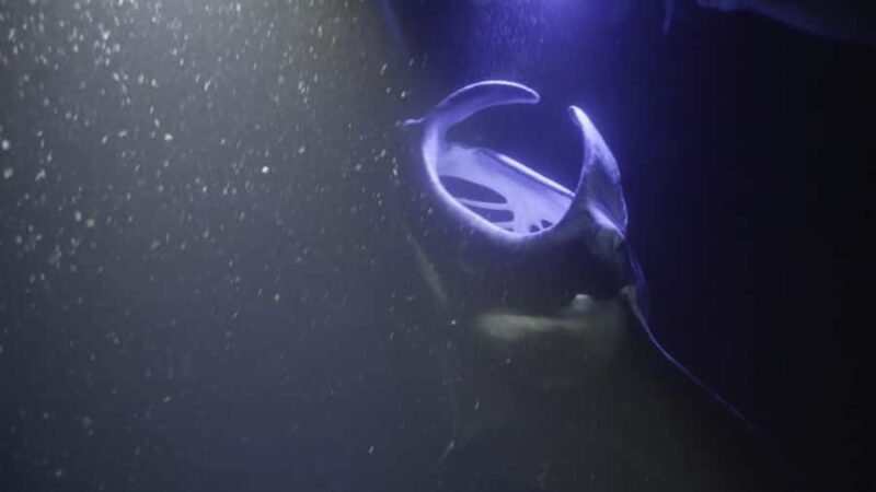 Kailua-Kona: Manta Ray Snorkeling and Sunset Sailing Cruise - An In-Depth Look at the Experience