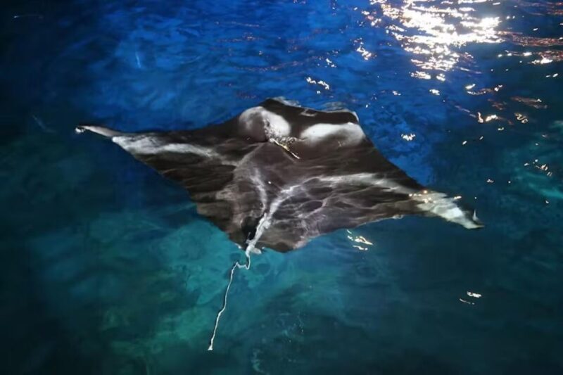 Kailua-Kona: Manta Ray Spotting Night Snorkeling Tour - What Reviewers Say