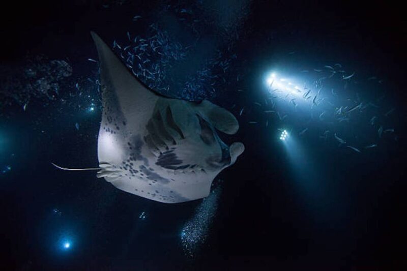 Kailua-Kona: Manta Ray Watching Nighttime Boat Trip - Final Thoughts: Is It Worth It?