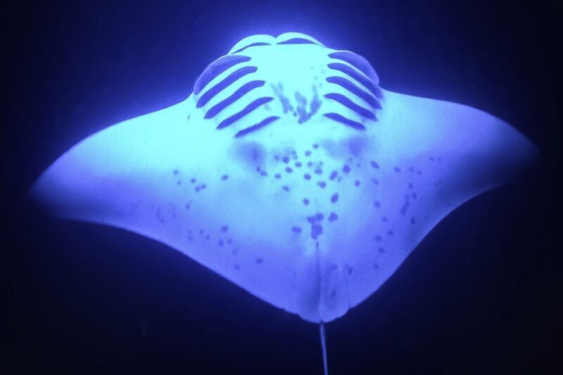Kailua Kona: Night Manta Ray Adventure on the Big Island - Why You Should Consider This Tour