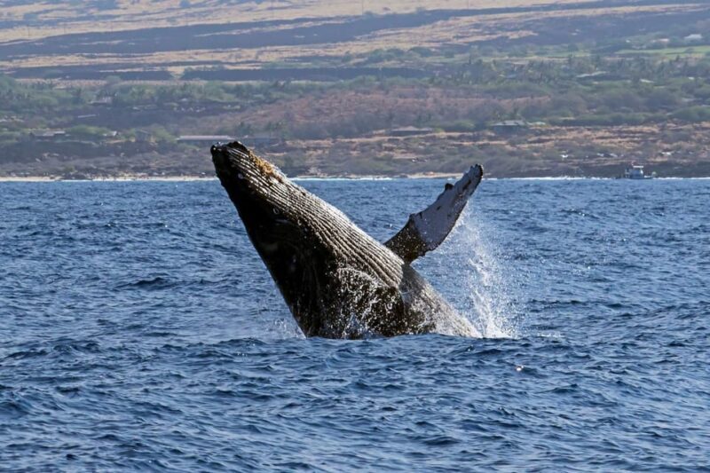 Kailua-Kona: Pacific Humpback Whale Watch Excursion - Key Points