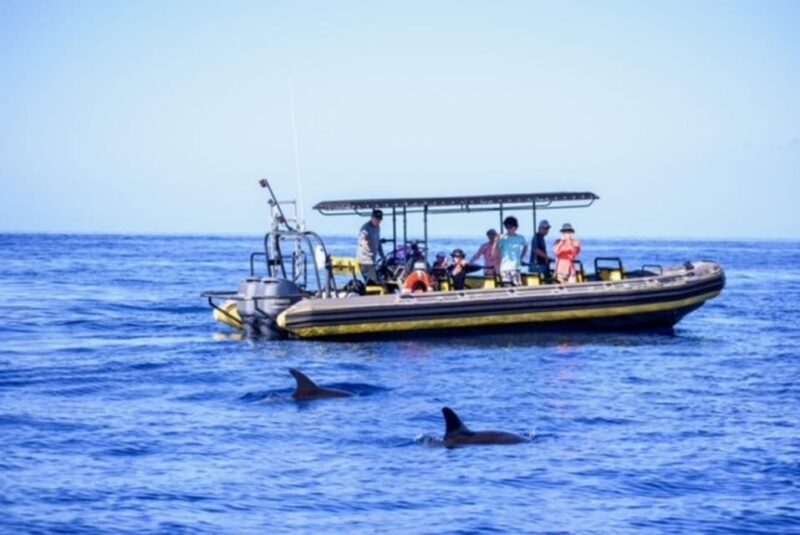 Kailua-Kona: Pacific Humpback Whale Watch Excursion - An In-Depth Look at the Whale Watching Experience
