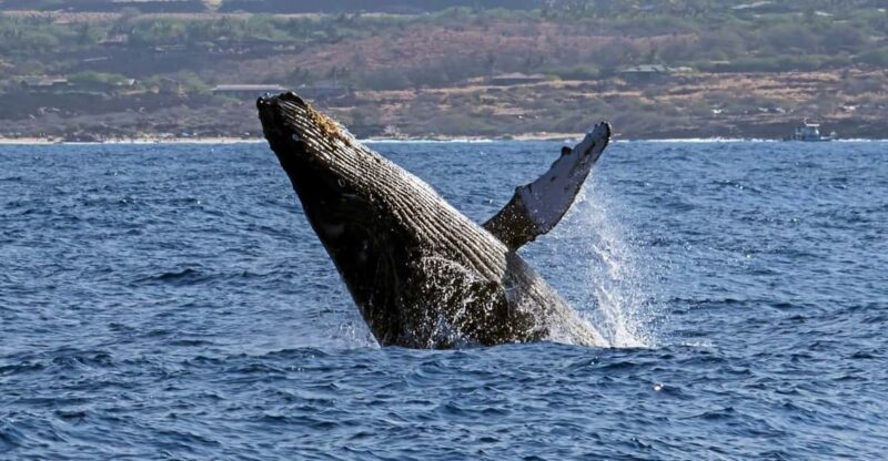 Kailua-Kona: Pacific Humpback Whale Watch Excursion - Frequently Asked Questions