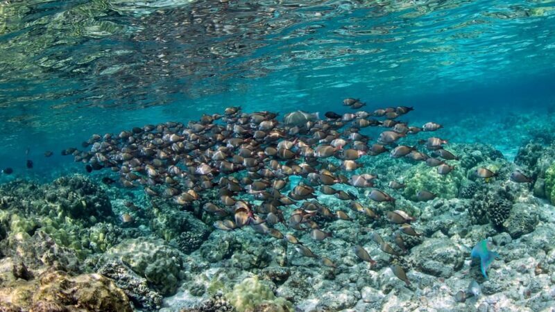 Kailua-Kona: Private Marine Charter Adventure - The Itinerary Breakdown