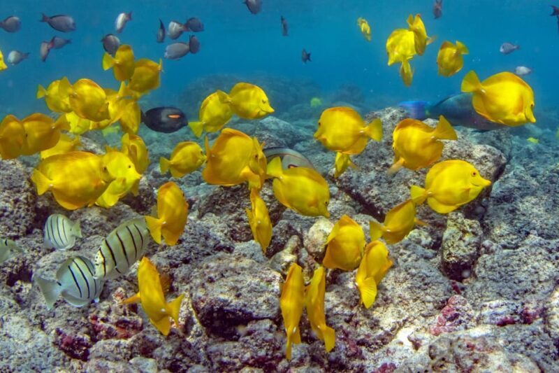 Kailua-Kona: Private Marine Charter Adventure - Pricing & Value