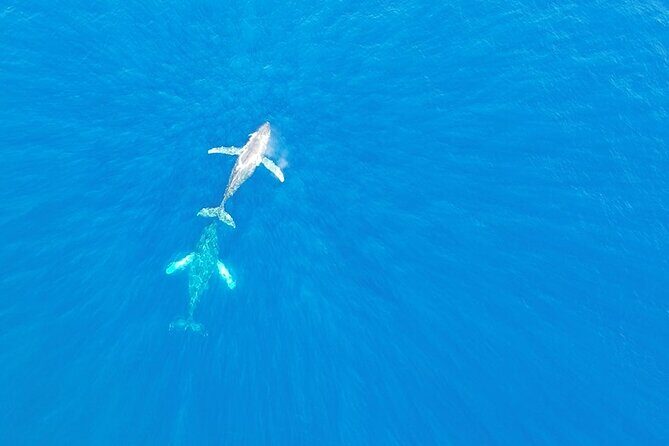 Kailua Kona Whale Watching Boat Tour Experience - An In-Depth Look at the Kailua Kona Whale Watching Boat Tour