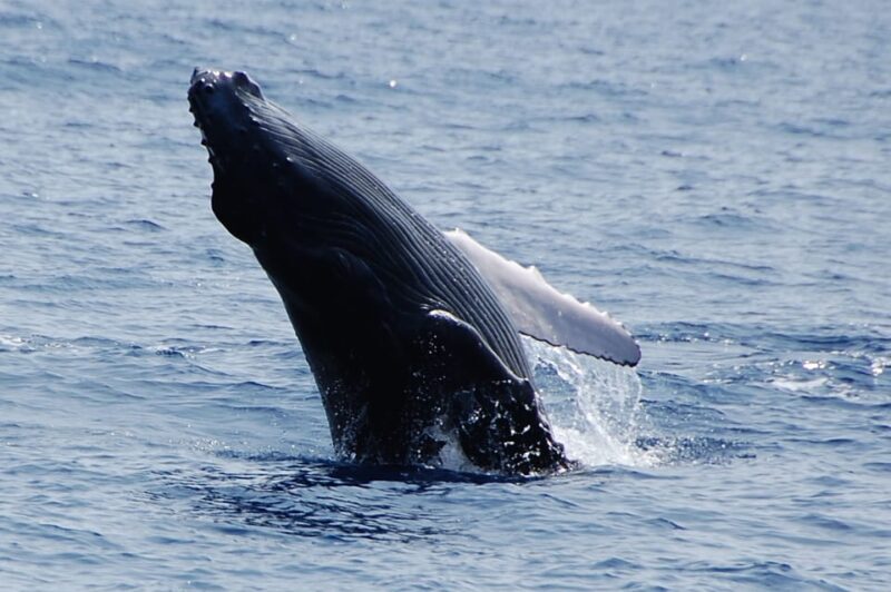 Kailua-Kona: Whale Watching Cruise on the Big Island - An Authentic Look at a Kailua-Kona Whale Watching Adventure