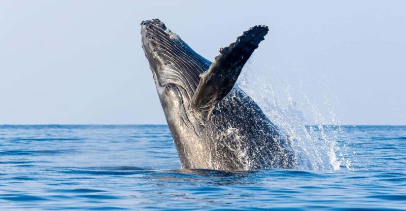 Kailua-Kona: Whale Watching Cruise on the Big Island - FAQs