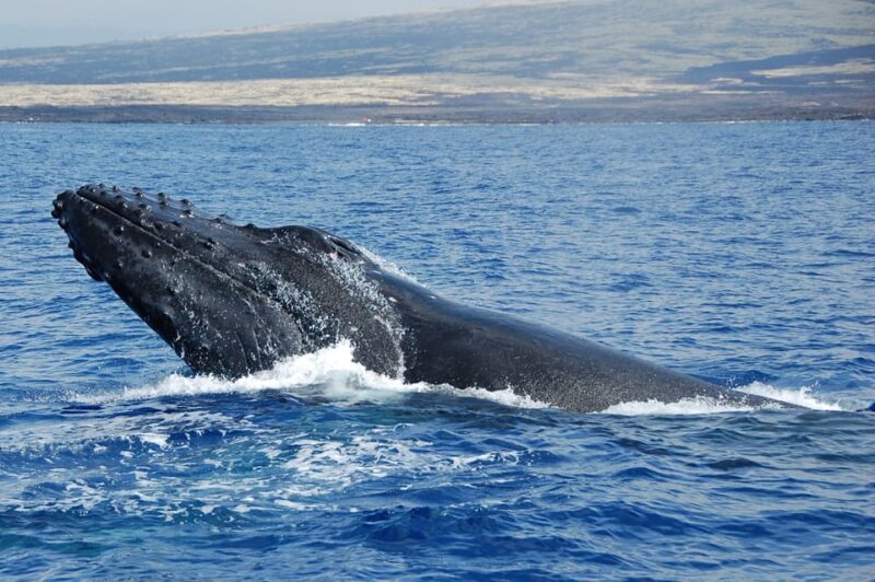 Kailua-Kona: Whale Watching Cruise on the Big Island - Final Thoughts: Is It Worth It?