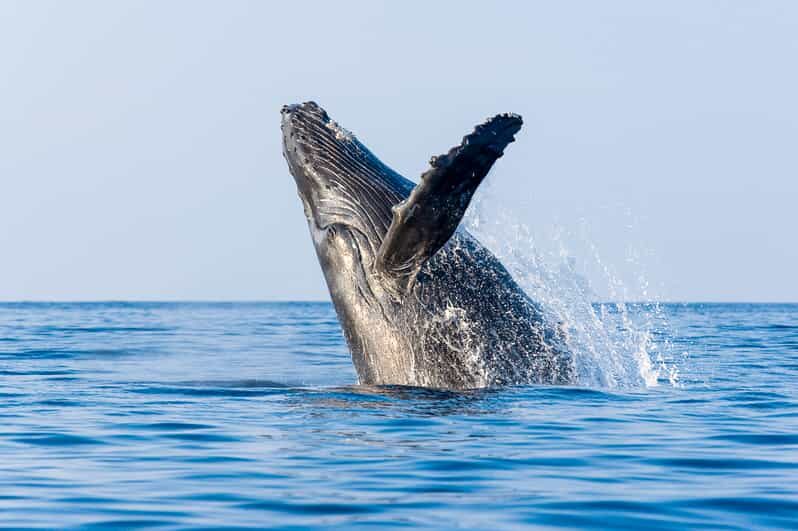 Kailua-Kona: Whale Watching Cruise on the Big Island - FAQ