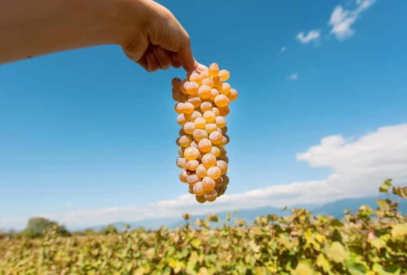 Kakheti Wine Tour - Explore the Art of Kvevri Winemaking - The Sum Up