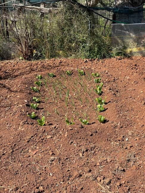 Kalamata: Farm-to-Table Experience with Cooking - Key Points