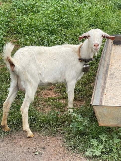 Kalamata: Farm-to-Table Experience with Cooking - FAQ