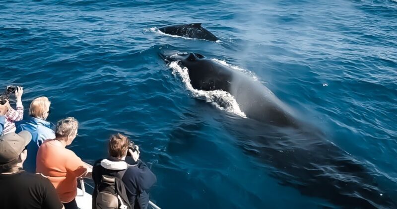 Kalaoa: Big Island & Kona Midday Whale Watching Tour - Key Points