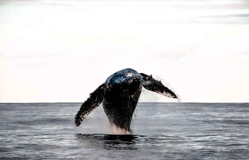 Kalaoa: Big Island & Kona Midday Whale Watching Tour - The Experience from the Crew