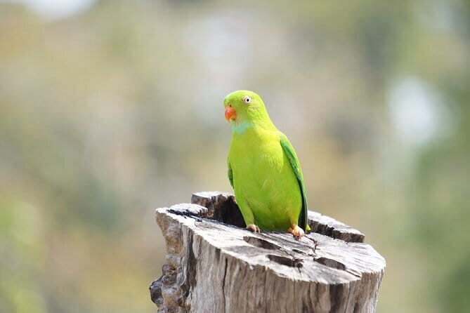 Kalapathar Sunrise, Birdwatching and Village Tour - Authentic Feedback from Travelers