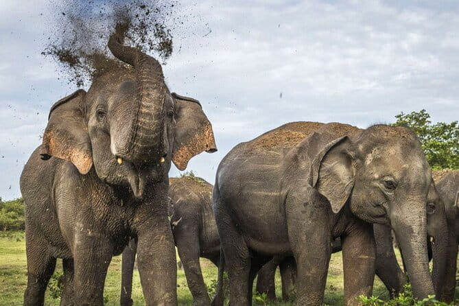 Kalawewa National Park Guided 4WD Safari - Key Points