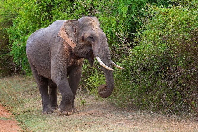 Kalawewa National Park Guided 4WD Safari - What Makes This Safari Stand Out?