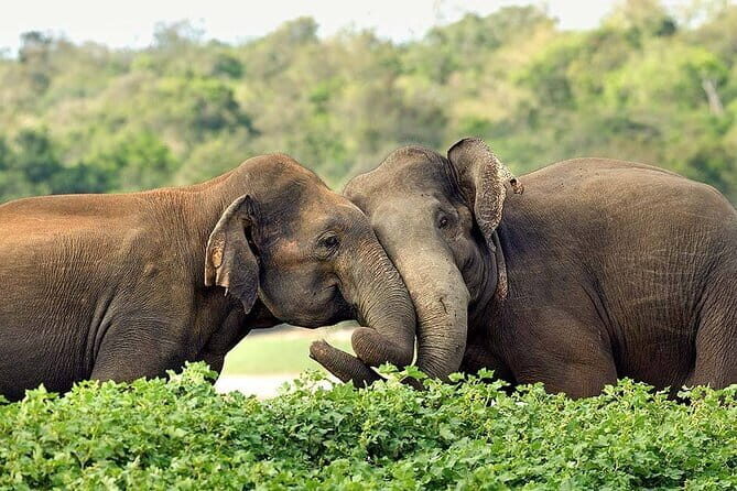 Kalawewa National Park Guided 4WD Safari - Cancellation Policy