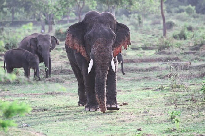 Kalawewa National Park Private Safari - Exploring the Kalawewa National Park Private Safari: An In-Depth Review