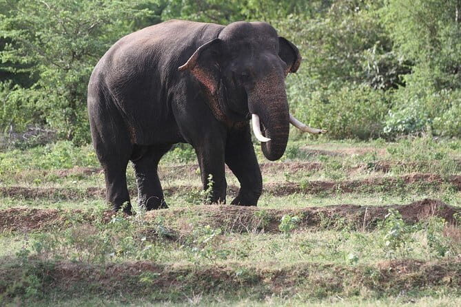 Kalawewa National Park Private Safari - Key Points