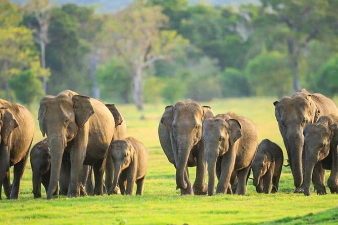 Kalawewa National Park Private Safari - The Sum Up