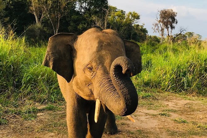 Kalawewa National Park Private Safari - FAQ