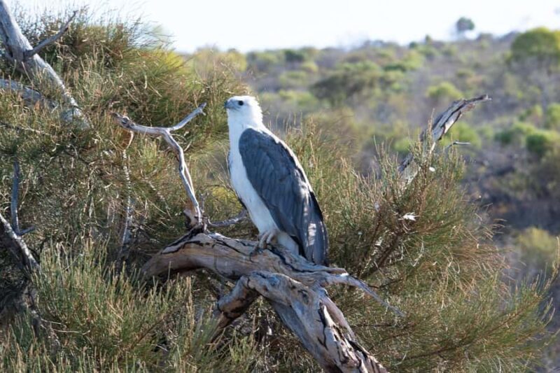 Kalbarri: Murchison River Morning Cruise - FAQ