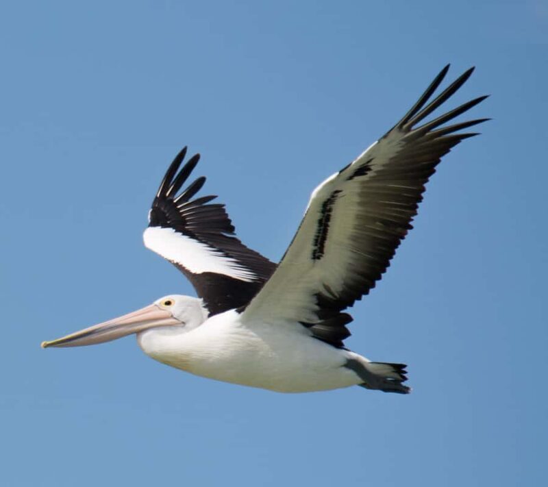 Kalbarri: Murchison River Wilderness Wildlife Cruise - Practical Tips for a Great Experience