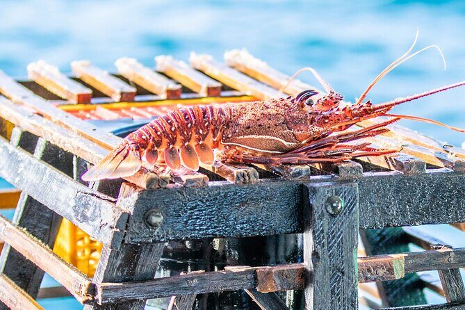 Kalbarri Rock Lobster Tours - Key Points