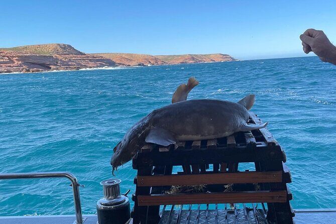 Kalbarri Rock Lobster Tours - An In-Depth Look at the Experience