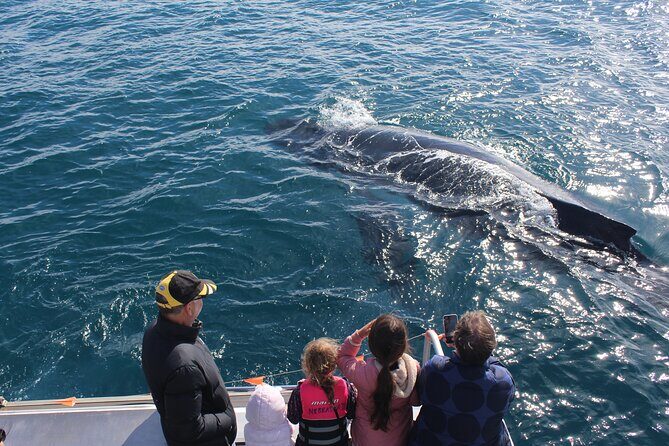 Kalbarri Whale Watching Tour - What to Expect from a Typical Tour