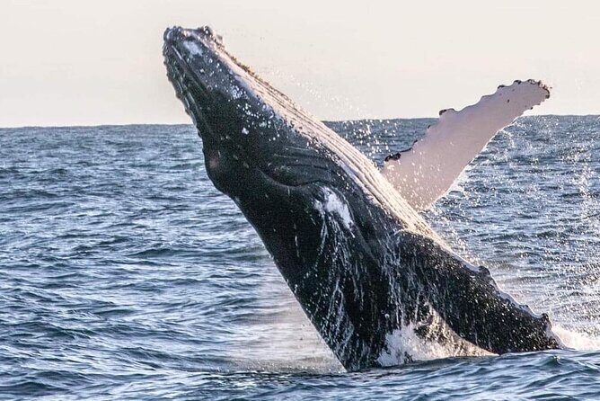Kalbarri Whale Watching Tour - Marine Wildlife and Coastal Views
