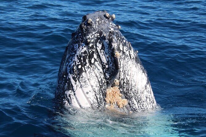 Kalbarri Whale Watching Tour - Price and Value