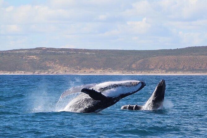 Kalbarri Whale Watching Tour - Who Will Love This Tour?