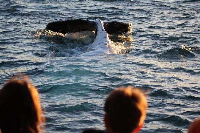 Kalbarri Whale Watching Tour - Practical Tips for Your Whale Watching Trip