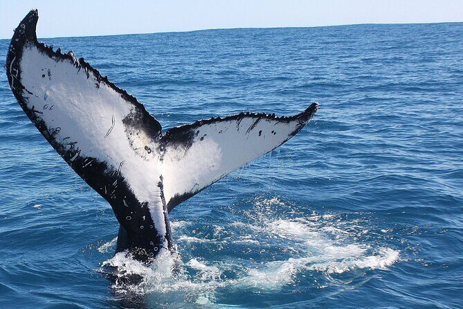 Kalbarri Whale Watching Tour Guided - The Experience Beyond the Water