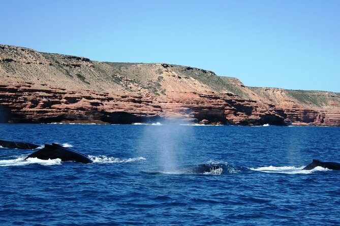 Kalbarri Whale Watching Tour Guided - Final Thoughts: Who Should Take This Tour?