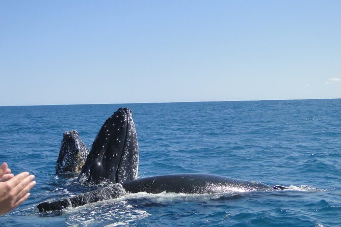 Kalbarri Whale Watching Tour Guided - FAQ Section