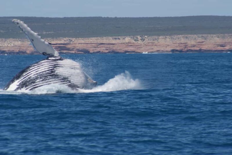 Kalbarri Whale Watching Tour - Key Points